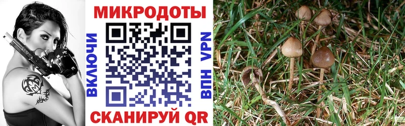 Псилоцибиновые грибы GOLDEN TEACHER  Прокопьевск 